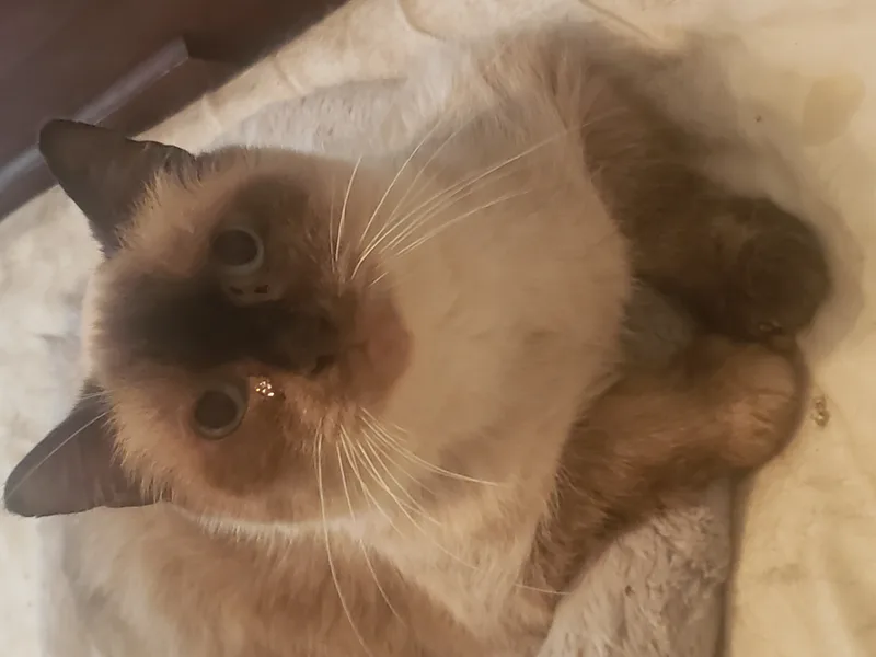 Mr.brown thumbnail 2