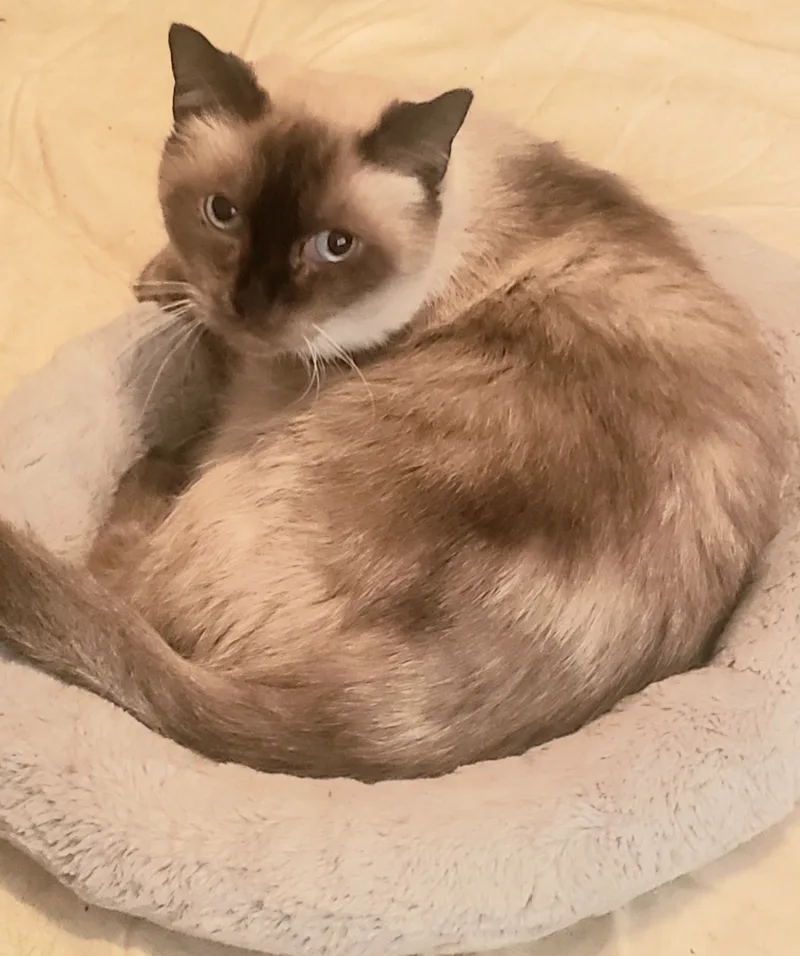 Mr.brown thumbnail 3