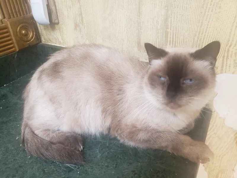 Mr.brown thumbnail 4