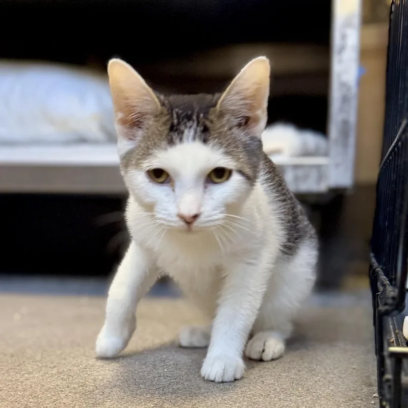 A baby small-sized male Gray / Blue / Silver Domestic Short Hair cat named Jon Snow for adoption in Palm Springs, CA