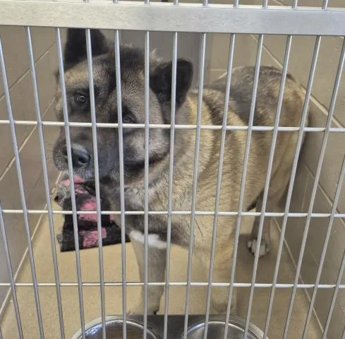 An adult large-sized female Akita dog named Funshine Bear for adoption in Decatur, IL