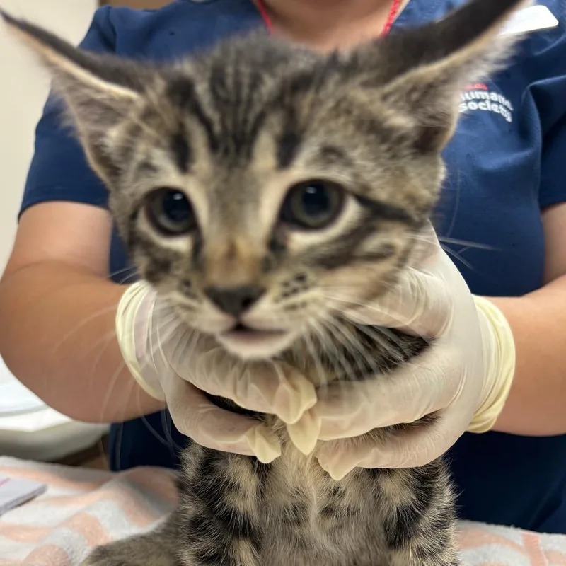 A baby small-sized male Black Domestic Short Hair cat named Argentina for adoption in Reno, NV