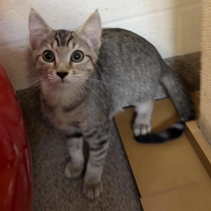 A baby small-sized female Brown / Chocolate Domestic Short Hair cat named Wren for adoption in Sarasota, FL