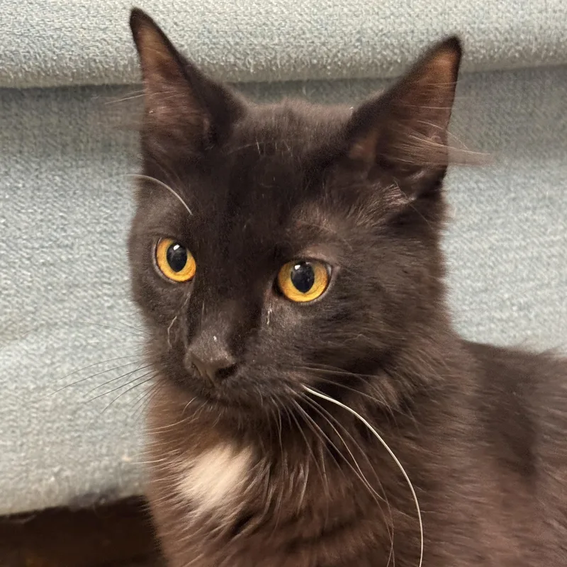 A baby medium-sized male Black Domestic Medium Hair cat named Bryce for adoption in Norwalk, CT