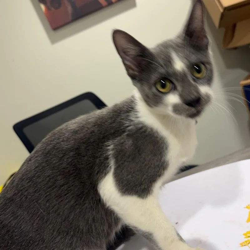 A young medium-sized male Gray / Blue / Silver Domestic Short Hair cat named Whiskers for adoption in Tampa, FL