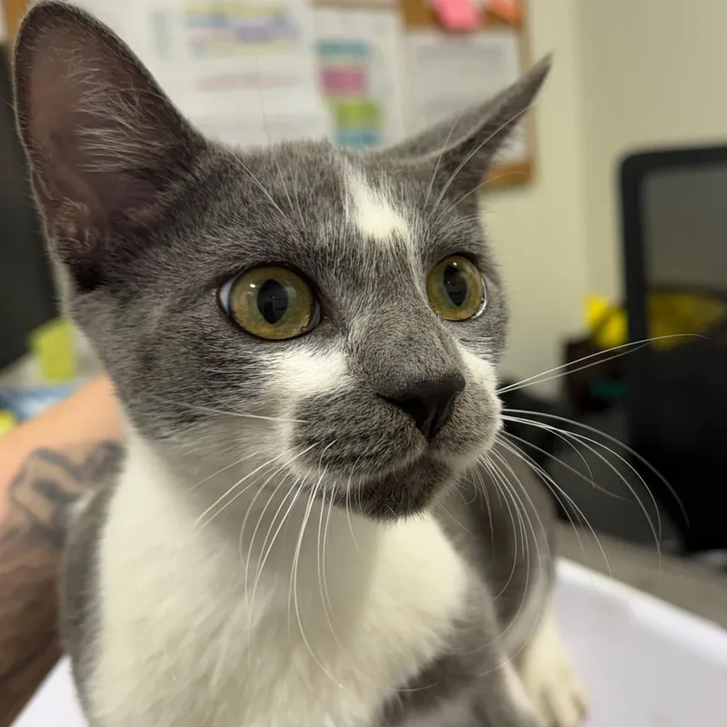 Whiskers thumbnail 2