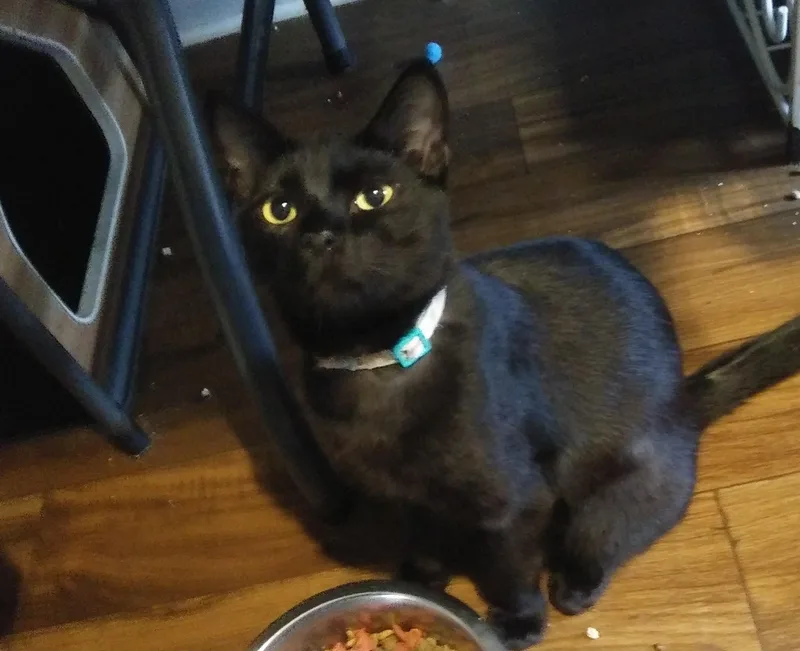 A young medium-sized male Black Domestic Short Hair cat named Hoppy for adoption in Port Wentworth, GA