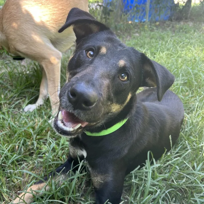 A young medium-sized female Bicolor Shepherd dog named Laverne for adoption in Spring, TX