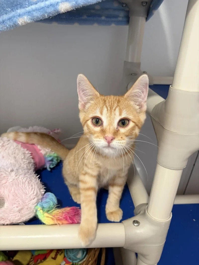 A young medium-sized male Orange / Red Domestic Short Hair cat named Pringle and Push Pop for adoption in Aurora, CO
