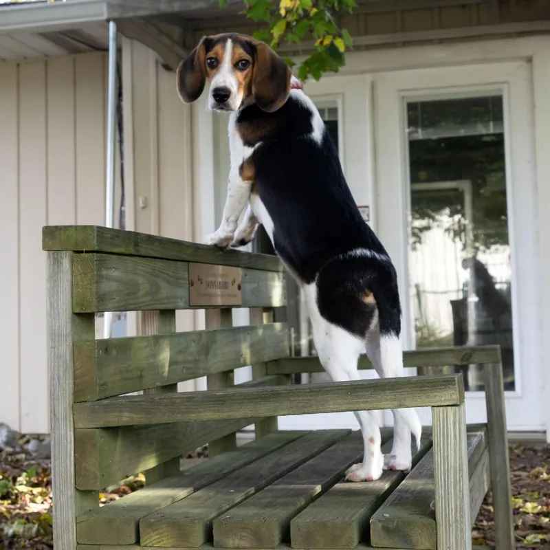 A young medium-sized male Beagle dog named Edwin for adoption in McKean, PA