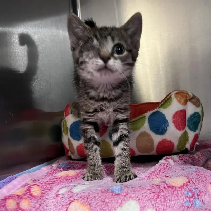 A baby small-sized female Brown / Chocolate Domestic Short Hair cat named London for adoption in Durham, NC
