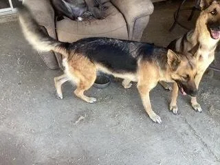 Koda