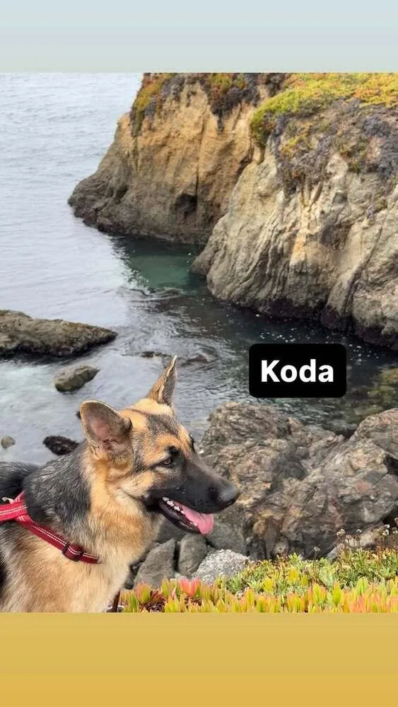 Koda thumbnail 2
