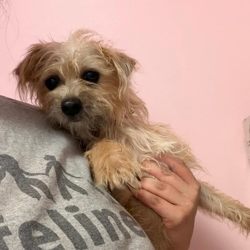 A young small-sized female Miniature Schnauzer dog named Poppy for adoption in Webster, TX
