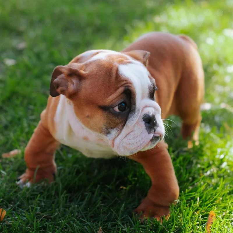 A baby small-sized female Red / Chestnut / Orange English Bulldog dog named Aspen for adoption in Northbrook, IL