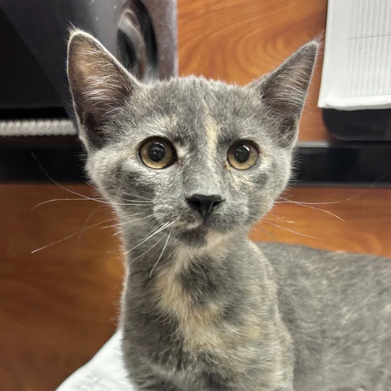 A baby medium-sized female Domestic Short Hair cat named Rowan for adoption in Sonora, CA