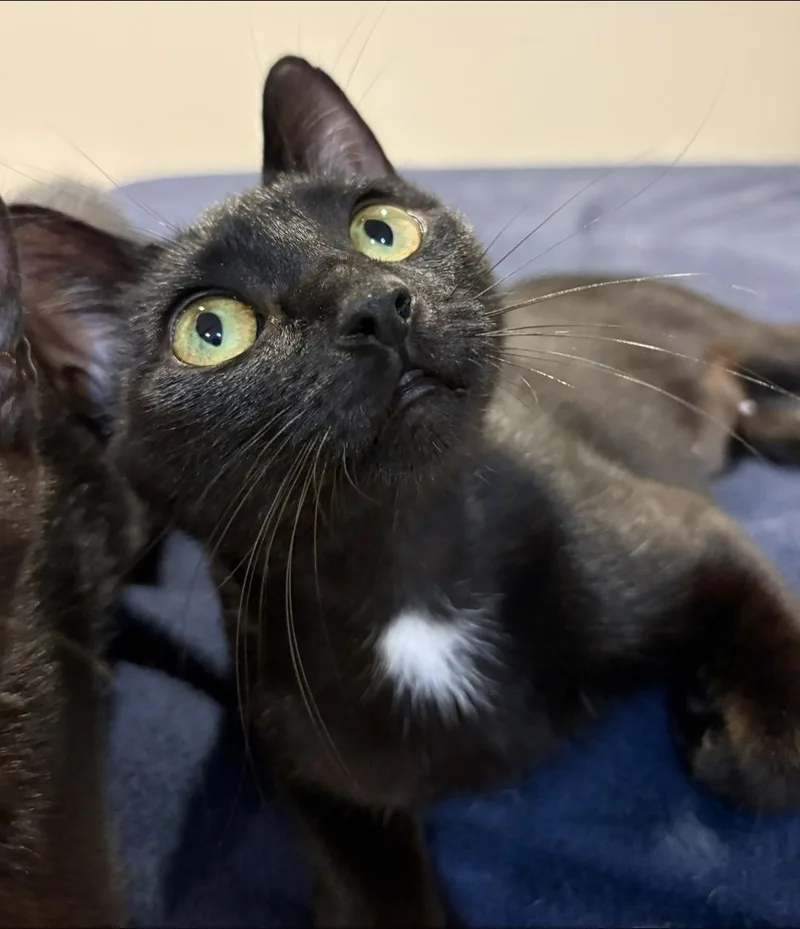 A young medium-sized female Black Domestic Short Hair cat named Rosie for adoption in Lincoln, NE