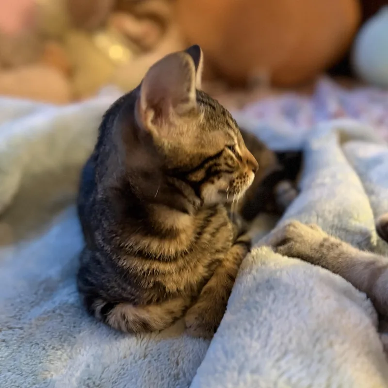 Samosa thumbnail 2