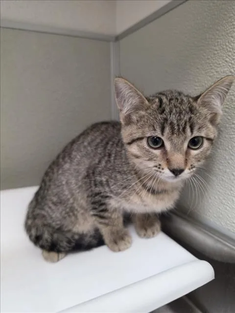 A baby small-sized female Domestic Short Hair cat named Erica for adoption in Tracy, CA