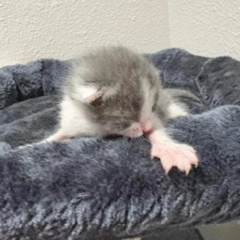 A baby small-sized female Gray / Blue / Silver Domestic Short Hair cat named Eleanor for adoption in League City, TX