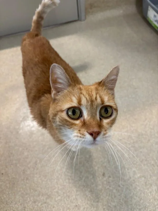 A senior small-sized female Domestic Short Hair cat named Mildred for adoption in Santa Rosa, CA