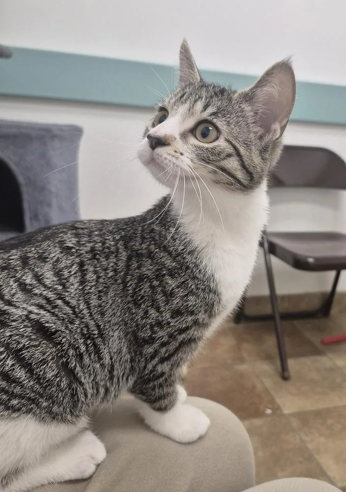 A baby medium-sized female Domestic Short Hair cat named Goose for adoption in South Bend, IN