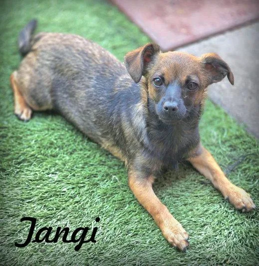 A baby small-sized female Dachshund dog named Tangi for adoption in Anaheim Hills, CA