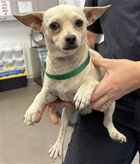 A young small-sized male Chihuahua dog named Von for adoption in Mesa, AZ
