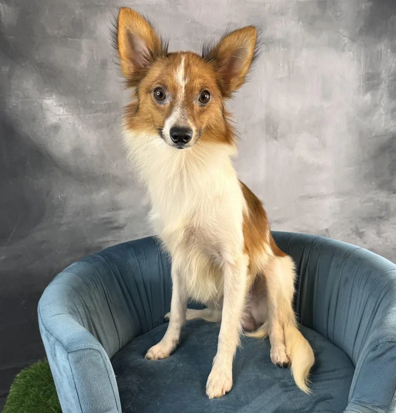 A young small-sized male Papillon dog named Casino for adoption in Garland, TX