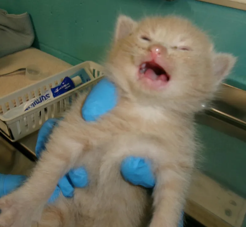 A baby medium-sized male Domestic Short Hair cat named Lord Farquaad for adoption in Plover, WI