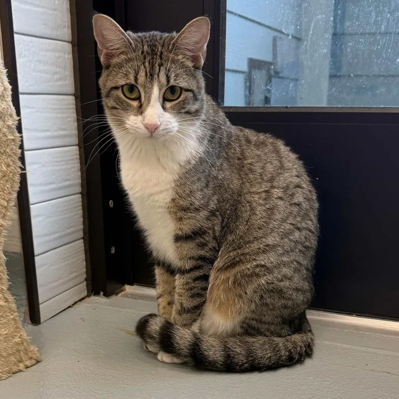 A young medium-sized female Brown / Chocolate Domestic Short Hair cat named Nilla for adoption in Beaumont, TX