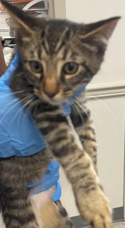 An adult small-sized male Domestic Short Hair cat named Brownie for adoption in Shreveport, LA