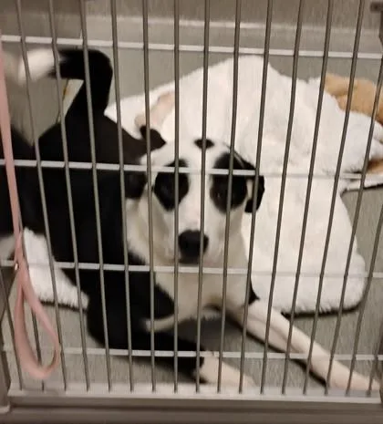 An adult medium-sized female Mixed Breed dog named Genesis for adoption in Fallston, MD