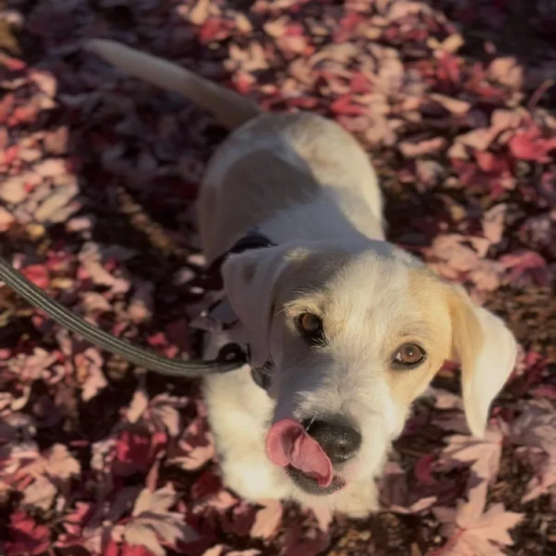 A baby small-sized male White / Cream Basset Hound dog named Remi for adoption in Newberg, OR