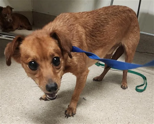 A young small-sized male Chihuahua dog named Treble for adoption in Bakersfield, CA
