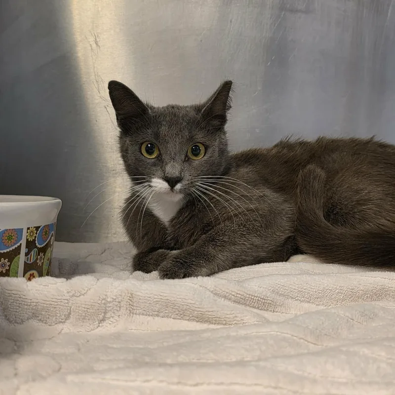 A young medium-sized female Gray & White Domestic Short Hair cat named Mincy for adoption in Umatilla, FL