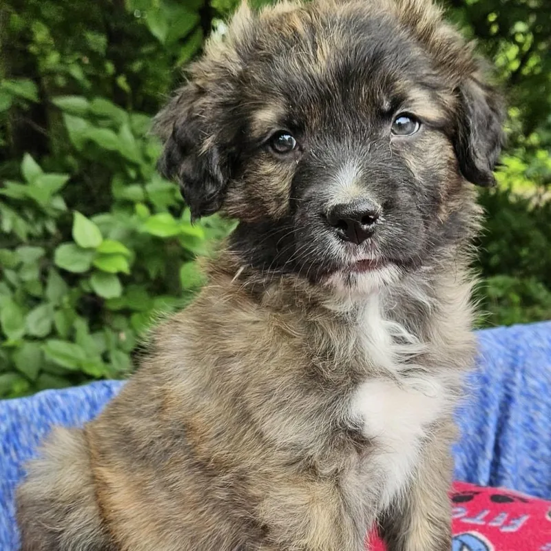 A baby medium-sized male Brindle Australian Shepherd dog named Ravioli for adoption in Pelham, NH