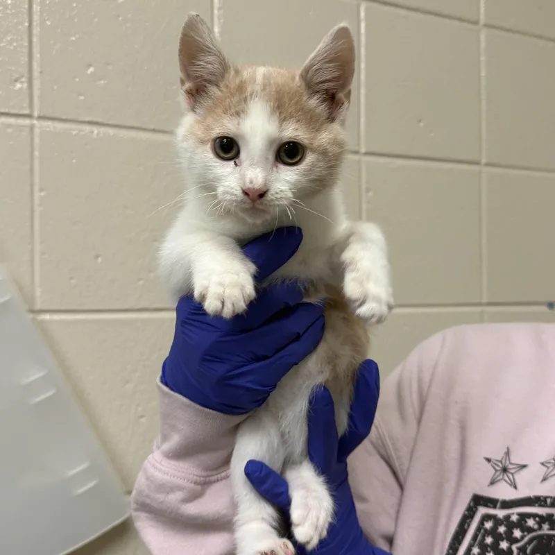 A baby small-sized male Domestic Short Hair cat named Junebug for adoption in Kearney, NE