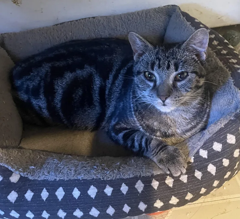 A baby small-sized male Tabby (Brown / Chocolate) Tabby cat named Timmy for adoption in Troy, NY