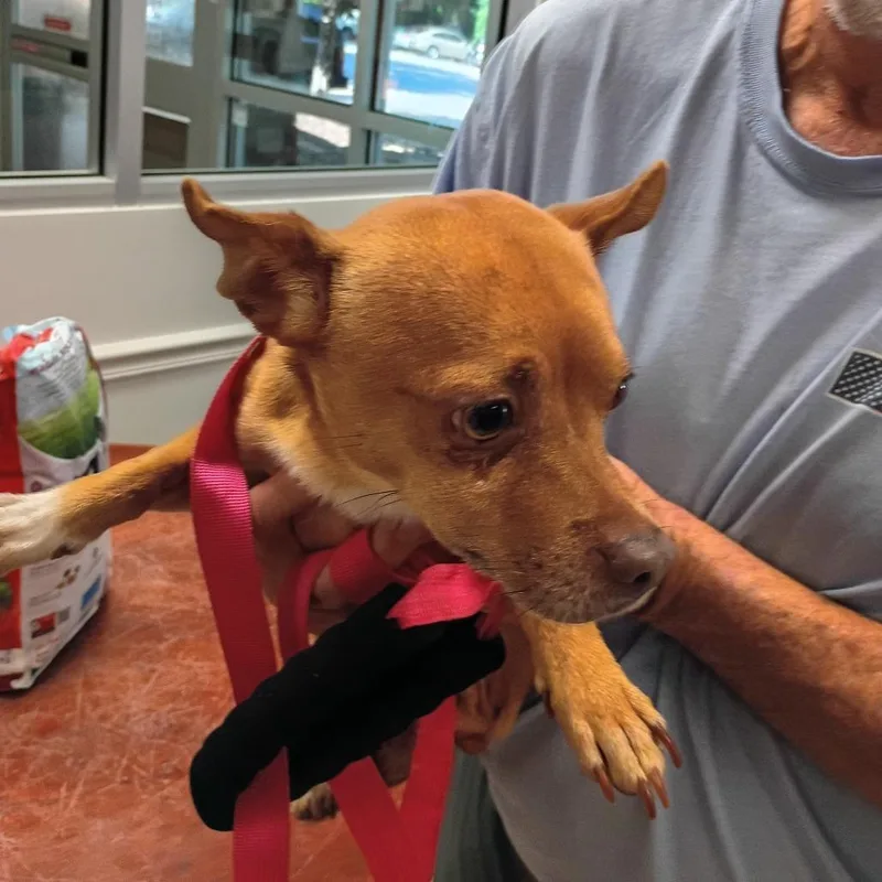 A young small-sized male Brown / Chocolate Mixed Breed dog named StrayChattahoocheeRiverwalk for adoption in Columbus, GA