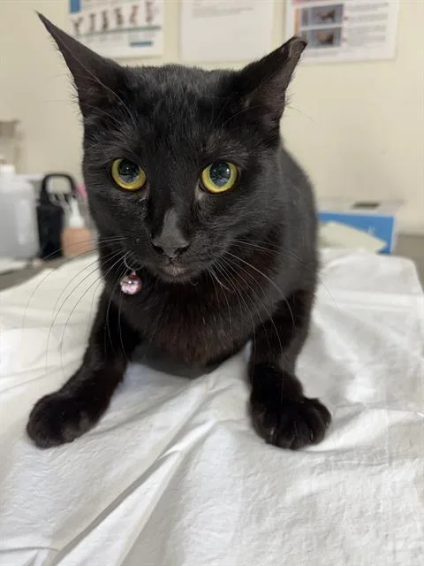 A young medium-sized female Domestic Short Hair cat named Sugar for adoption in San Antonio, TX