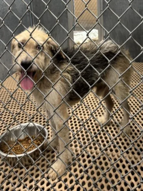 An adult small-sized male Parson Russell Terrier dog named A for adoption in Wilmington, NC