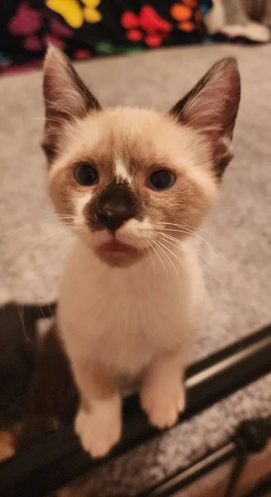 A baby small-sized male Domestic Short Hair cat named Trebel for adoption in Ellijay, GA