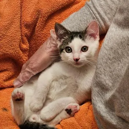 A baby small-sized male Domestic Short Hair cat named Gizmo for adoption in Verona, WI