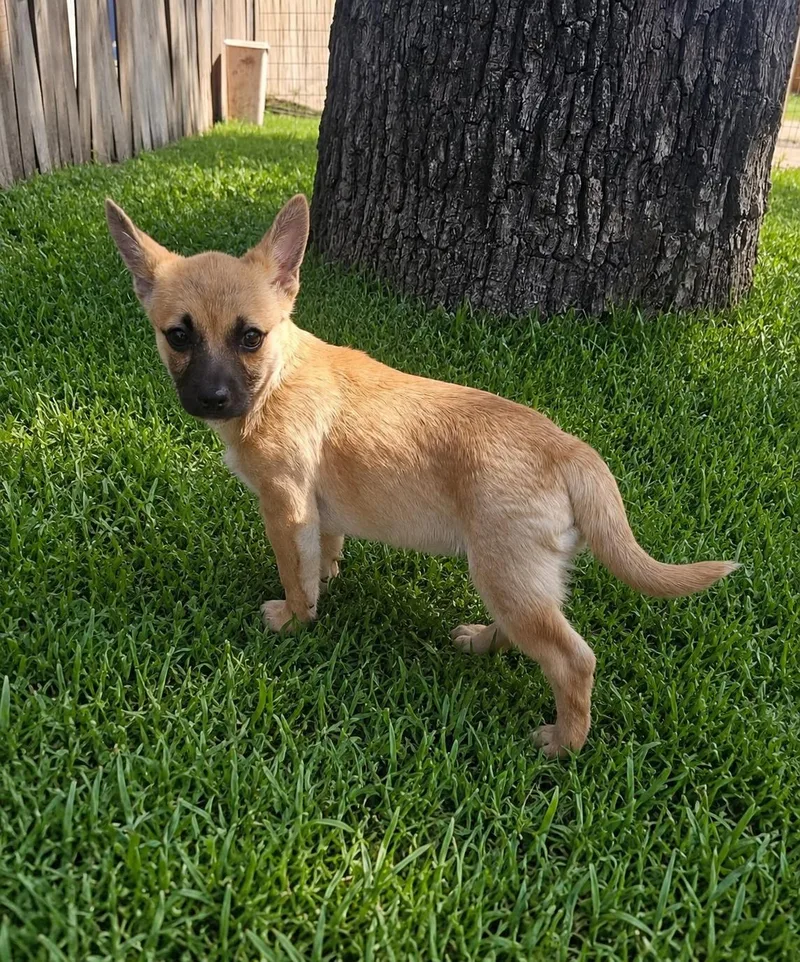 A baby small-sized male Shiba Inu dog named Brewski for adoption in Tomball, TX