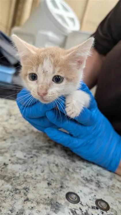 A baby small-sized male Domestic Short Hair cat named Arugula for adoption in Largo, FL