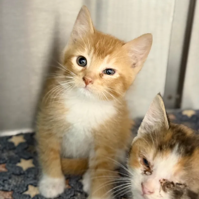 A baby small-sized male Orange / Red Domestic Short Hair cat named Grapefruit for adoption in Spring Hill, KS