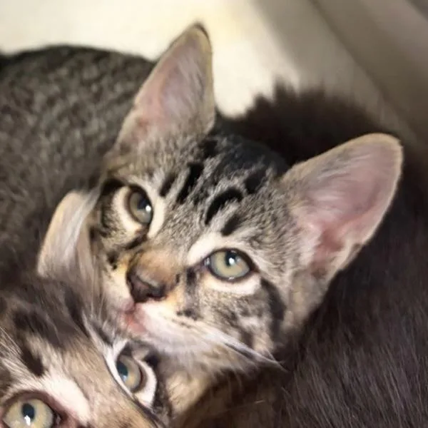 A baby small-sized male Domestic Short Hair cat named Lime for adoption in Walnut Creek, CA