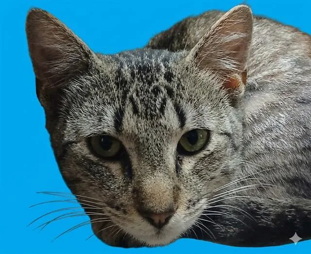 A young medium-sized male Domestic Short Hair cat named Nelson for adoption in Jacksonville, FL