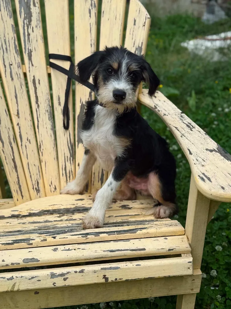 A young small-sized male Tricolor (Brown, Black, & White) Terrier dog named Rocco for adoption in Lexington, KY